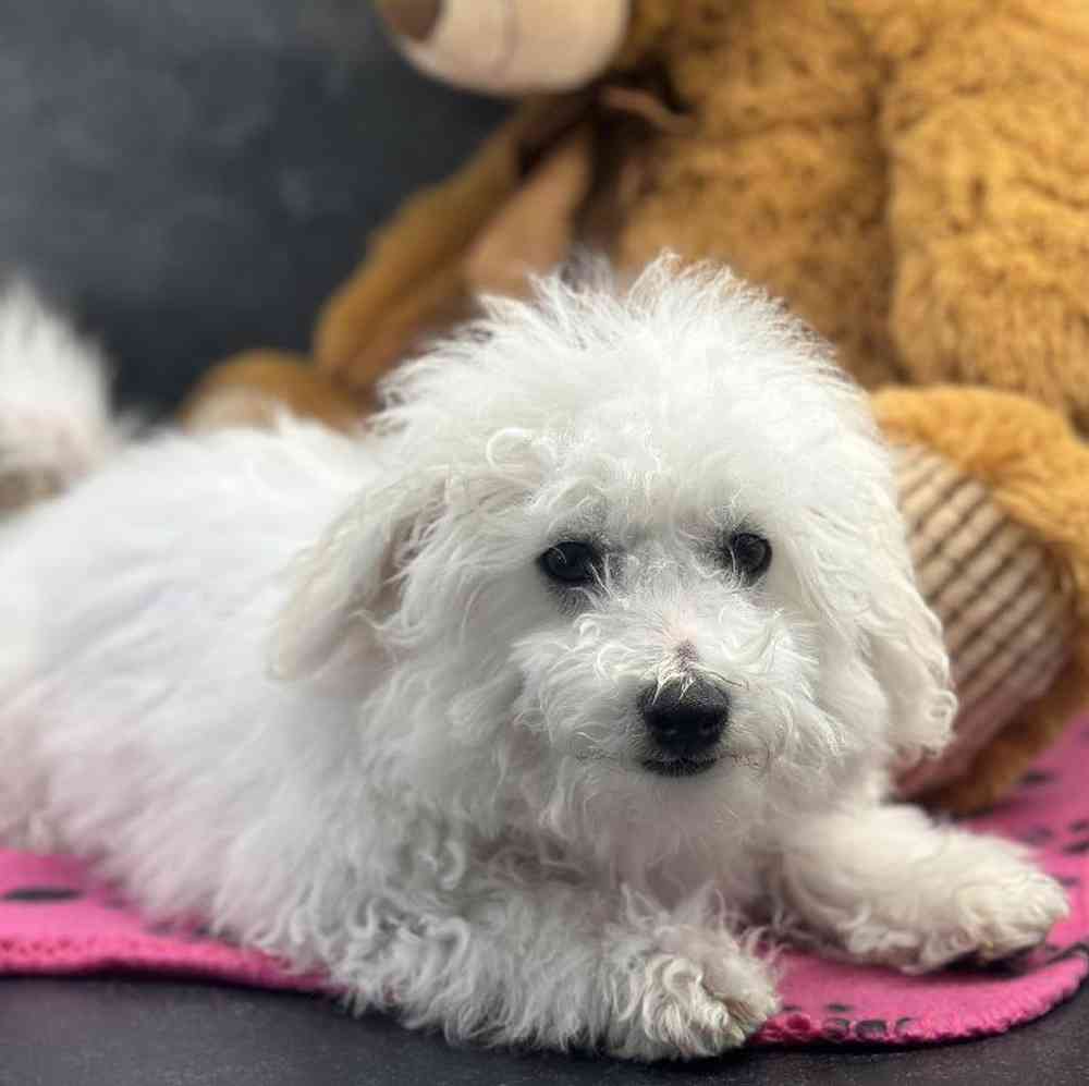 carousel pet images