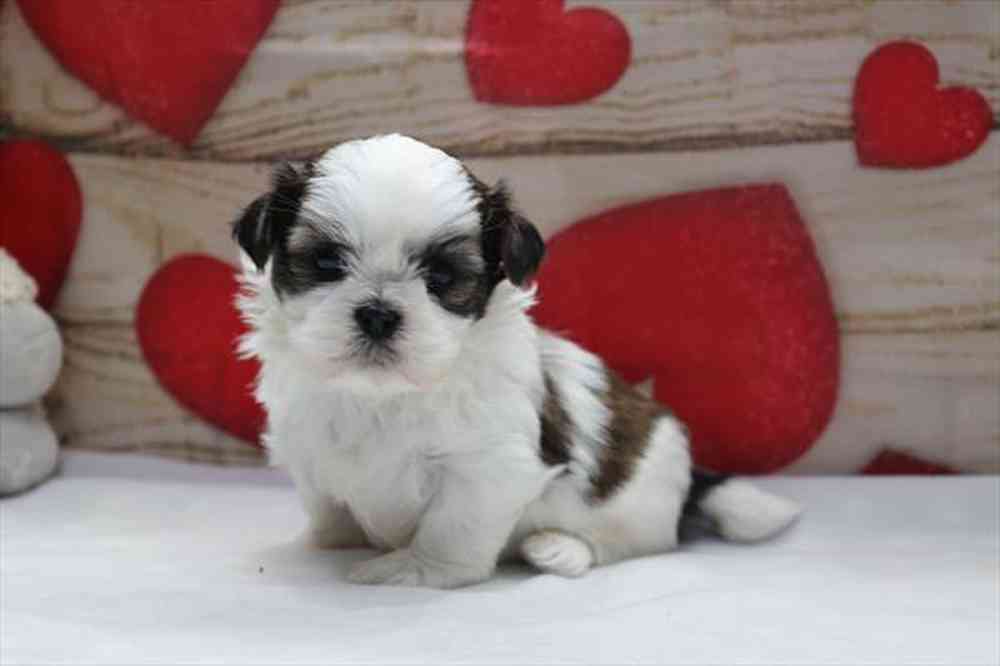 carousel pet images