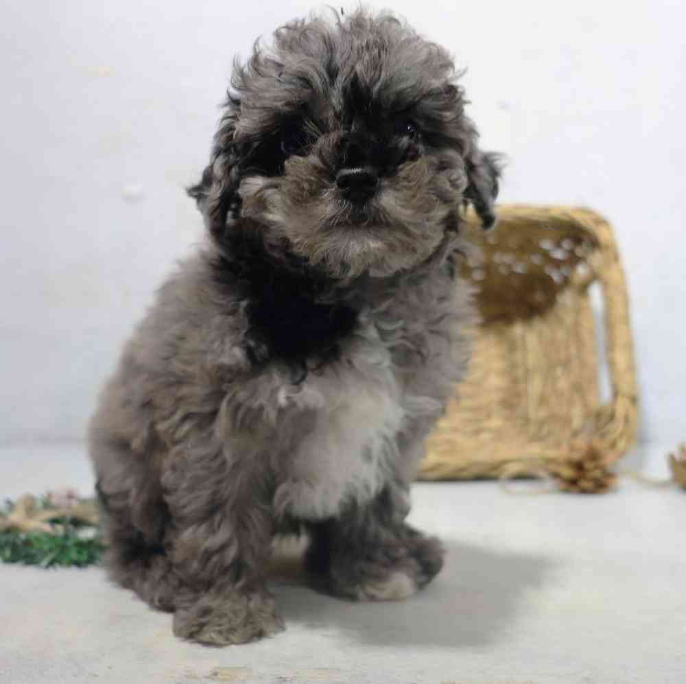 carousel pet images