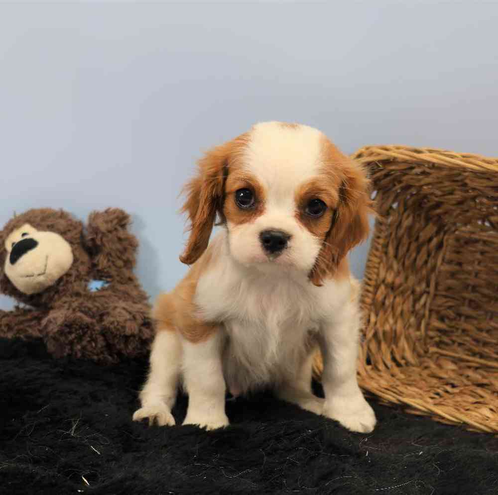 Male Cavalier King Charles Spaniel Puppy for Sale in Millersburg, IN