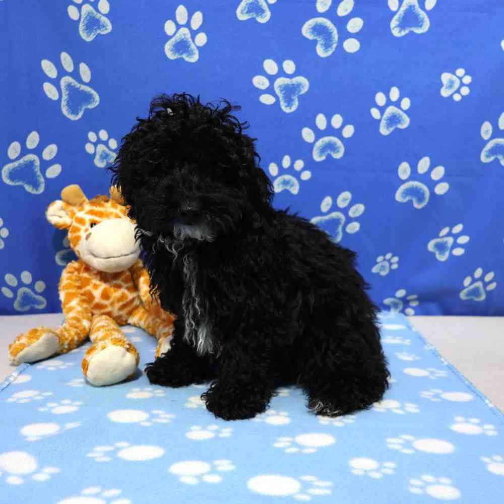 carousel pet images