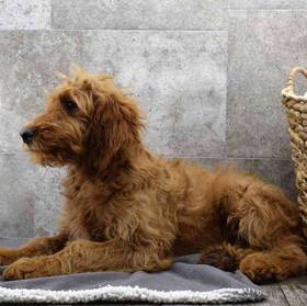Goldendoodle