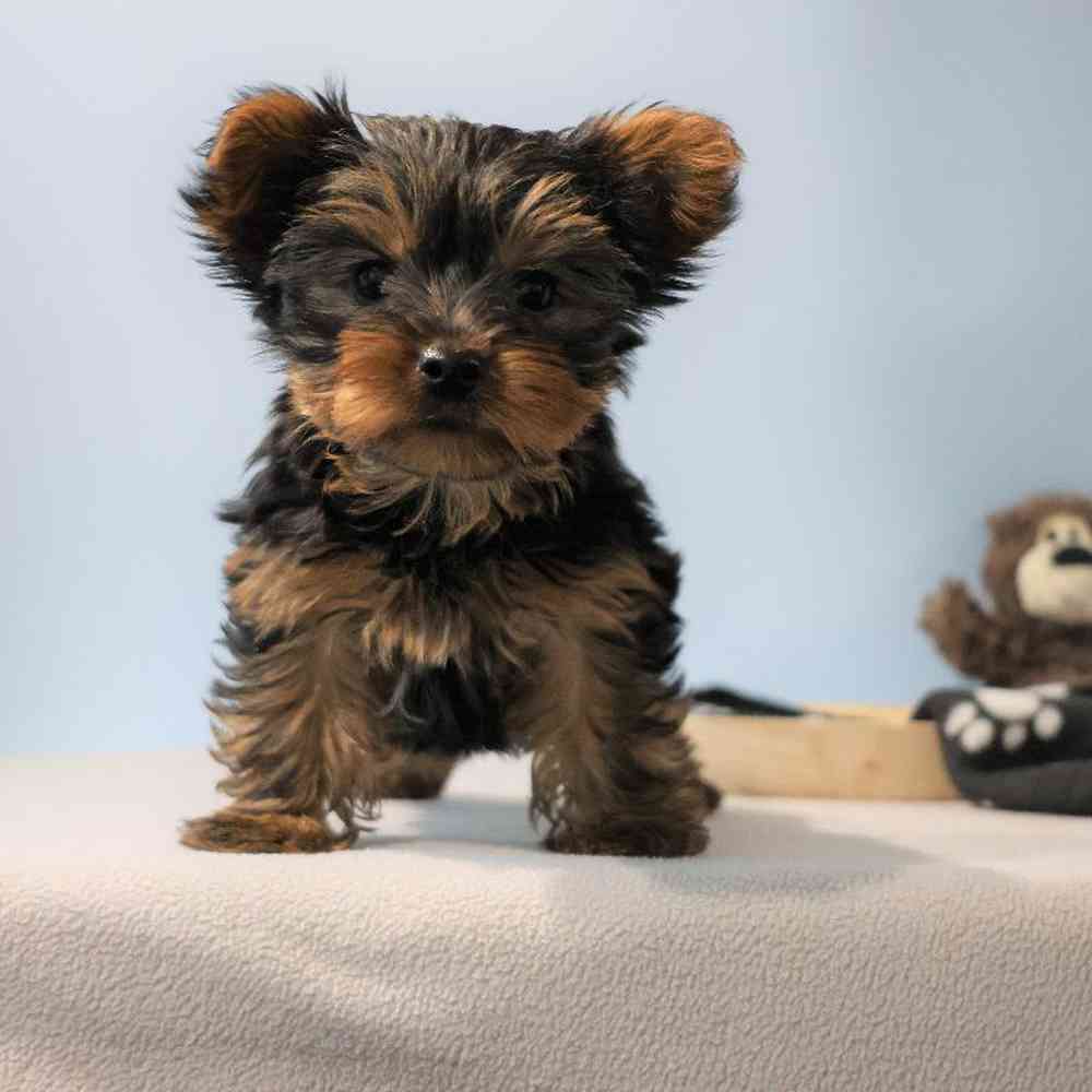 Male Yorkie Puppy for Sale in Millersburg, IN