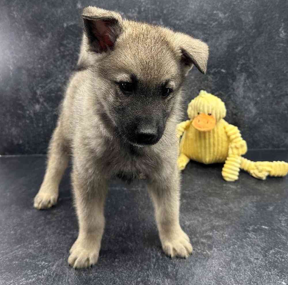 Male Norwegian Elkhound Puppy for Sale in Millersburg, IN