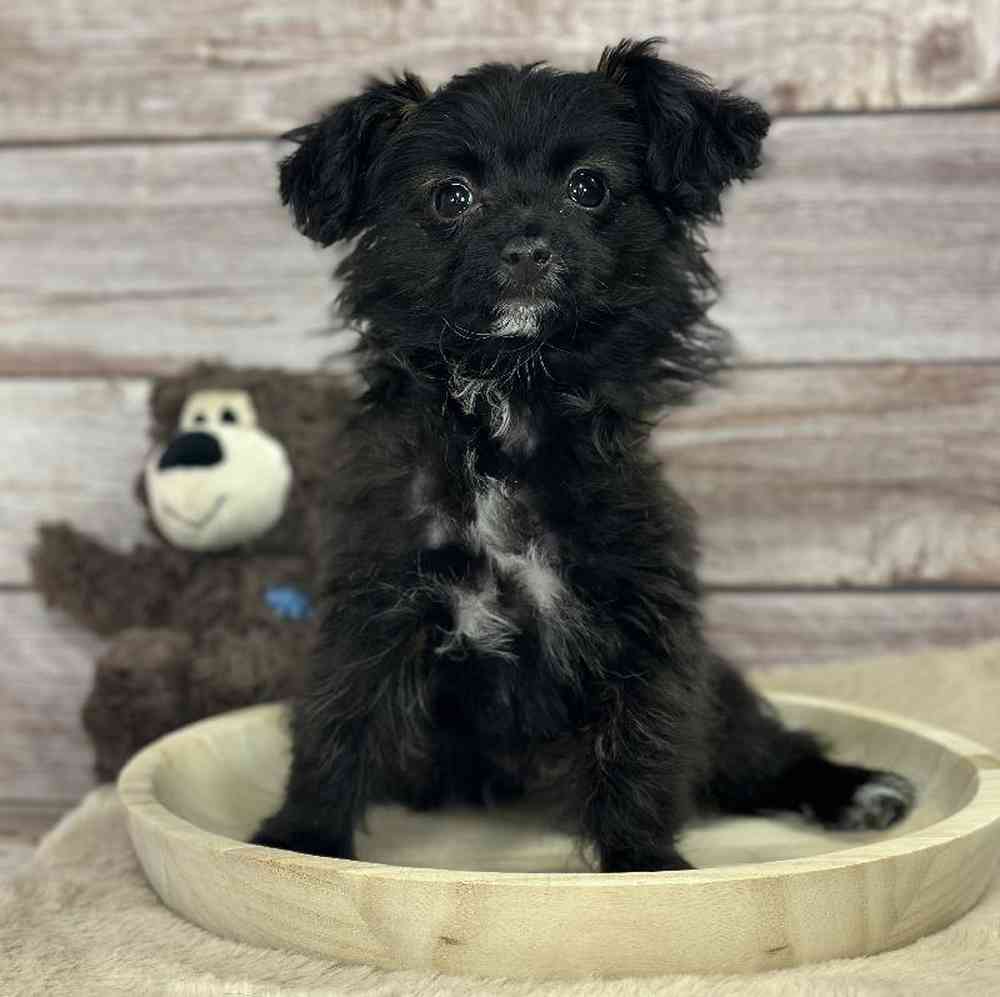 Male Papillon-Toy Poodle Puppy for Sale in Millersburg, IN