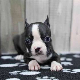 Boston Terrier