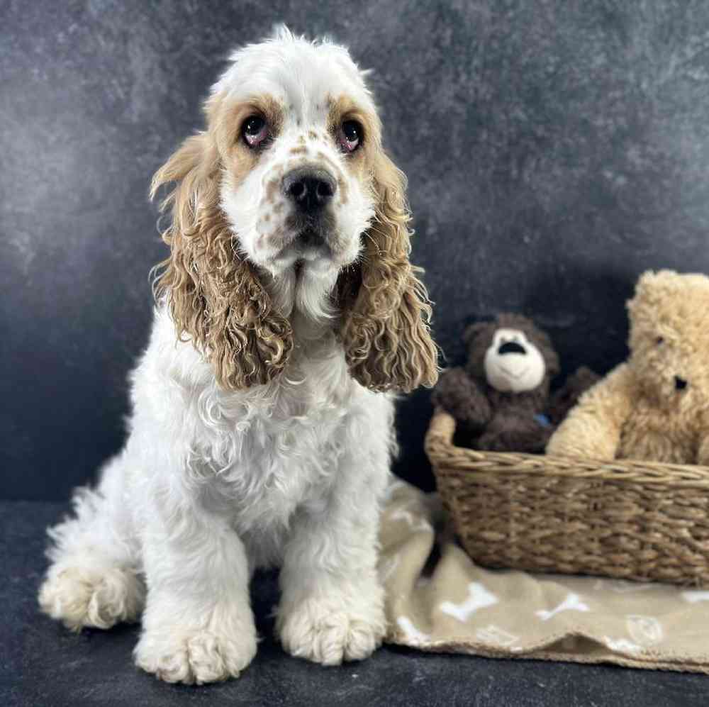 Female Cocker Spaniel Puppy for Sale in Millersburg, IN