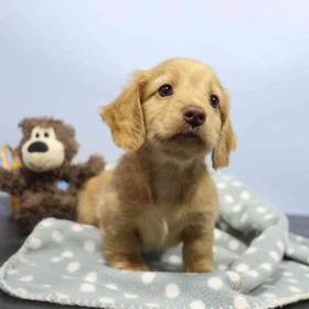 Dachshund