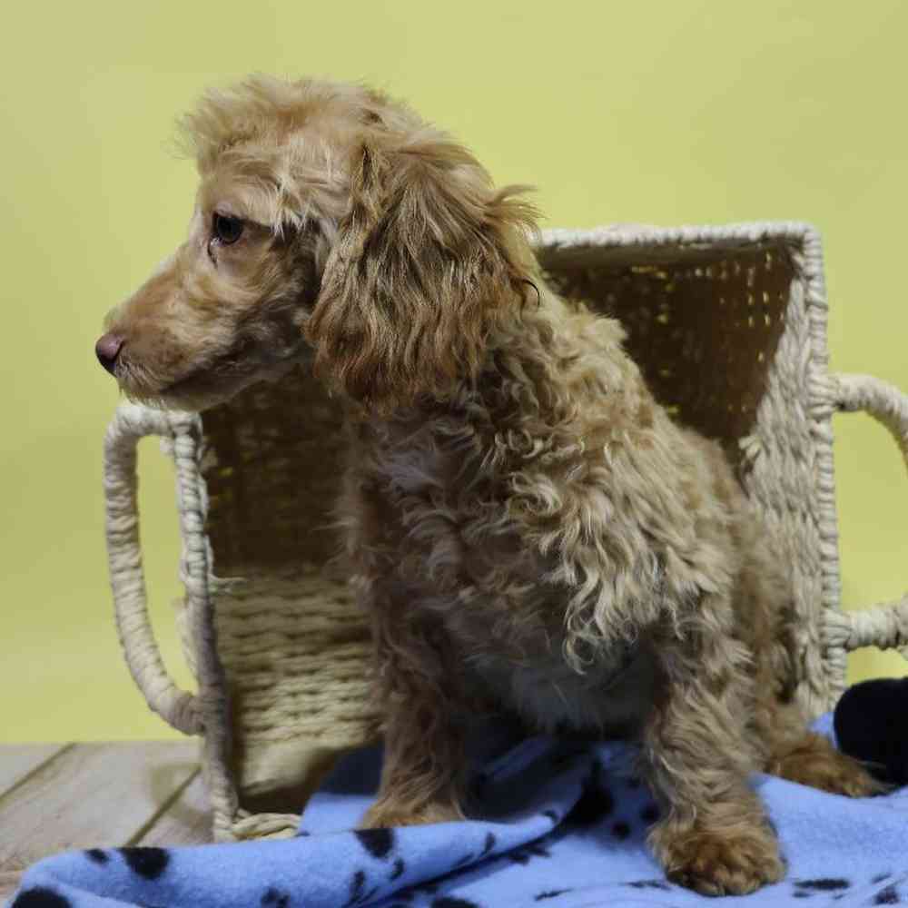 carousel pet images