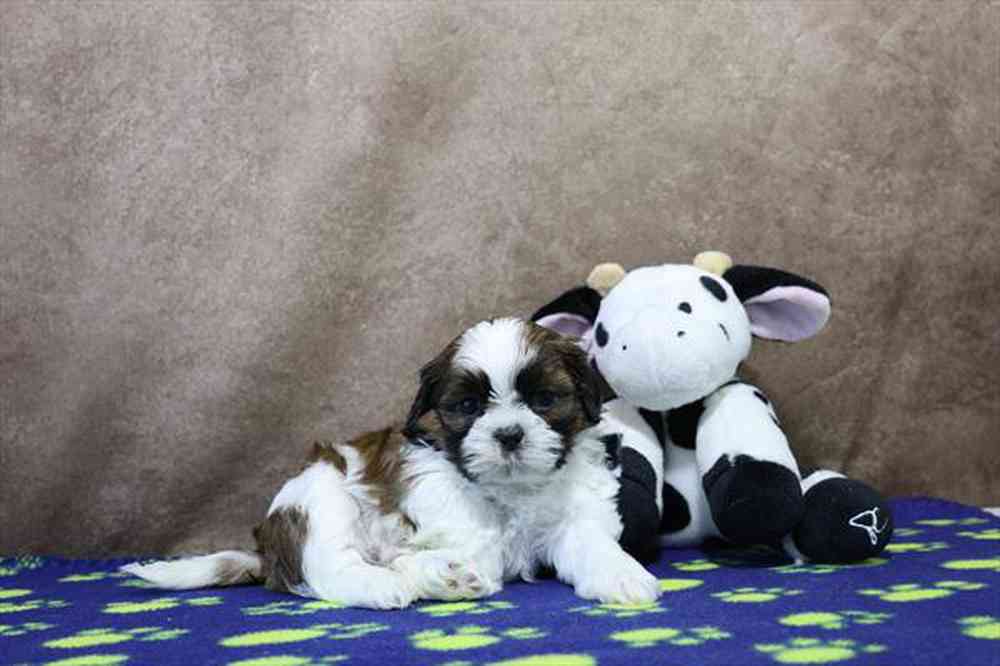 carousel pet images