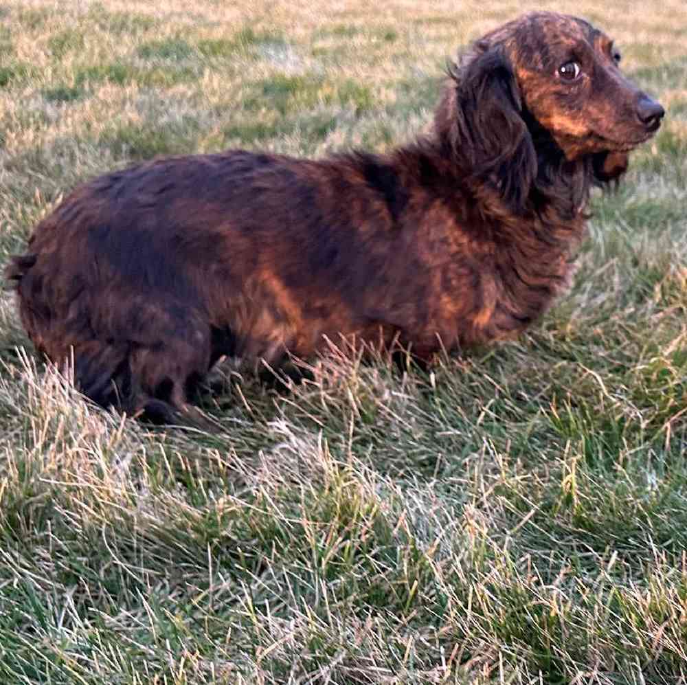 Female Doxiepoo Puppy for Sale in Millersburg, IN