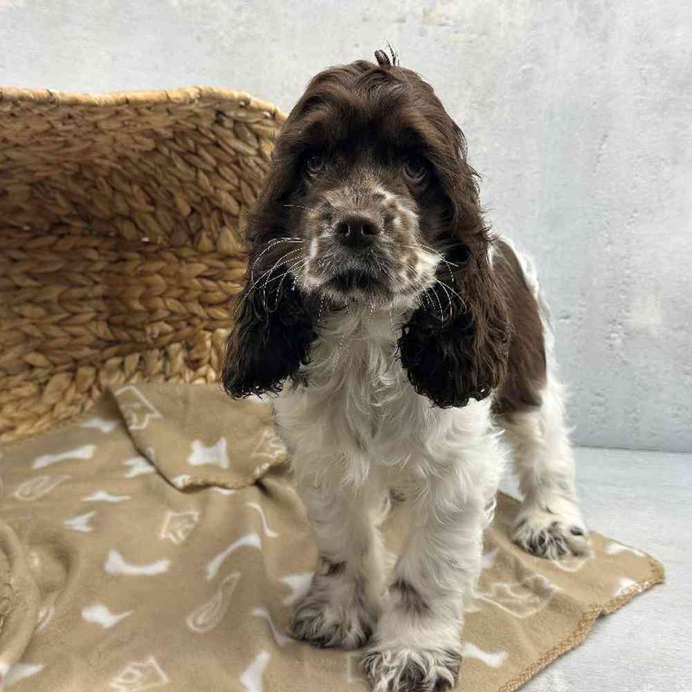 Female Cocker Spaniel Puppy for Sale in Millersburg, IN