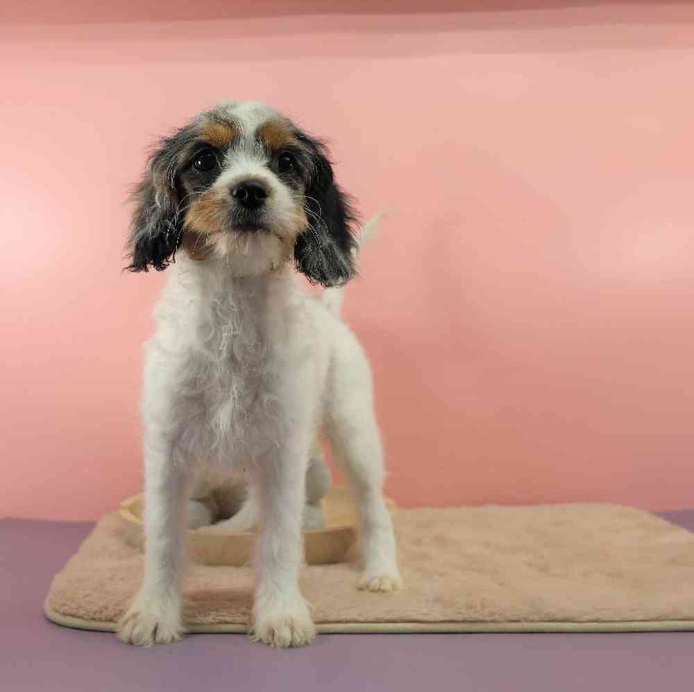 carousel pet images