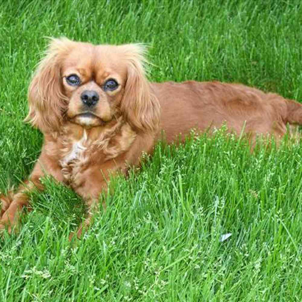 carousel pet images