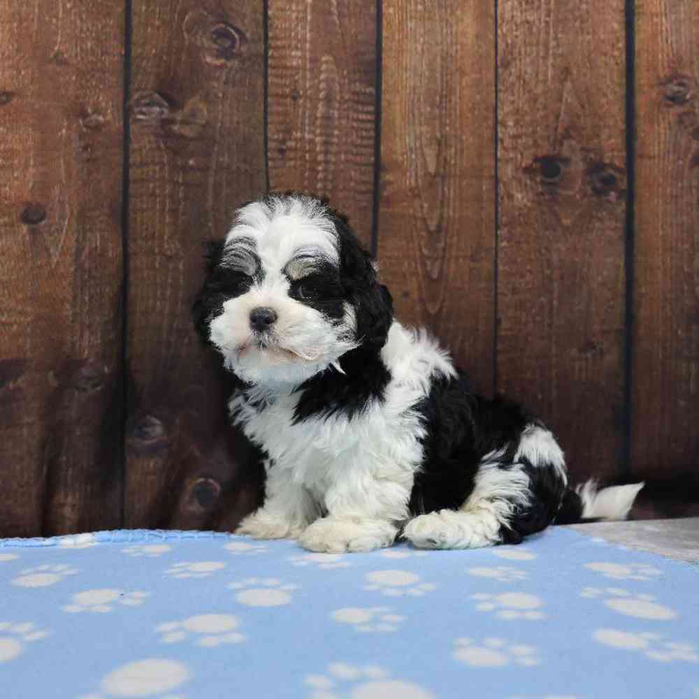 Male Shih Tzu Puppy for Sale in Millersburg, IN