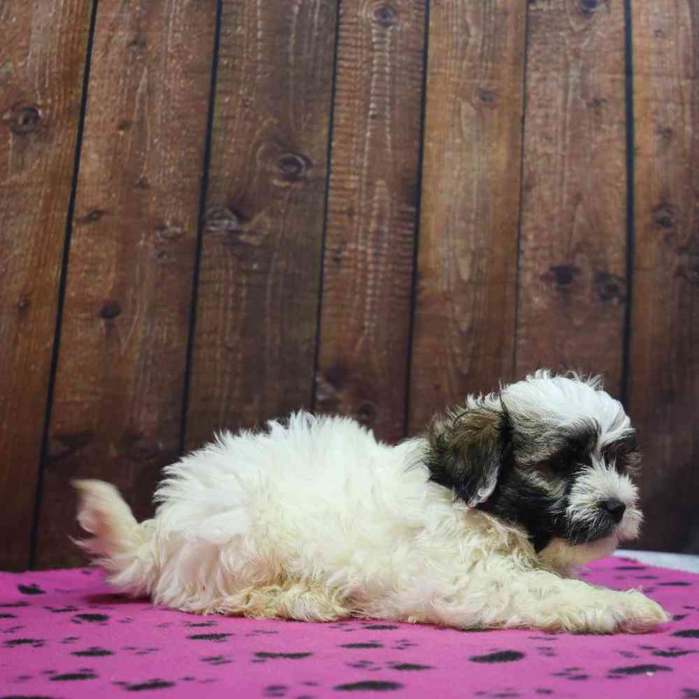 Female Havanese Puppy for Sale in Millersburg, IN