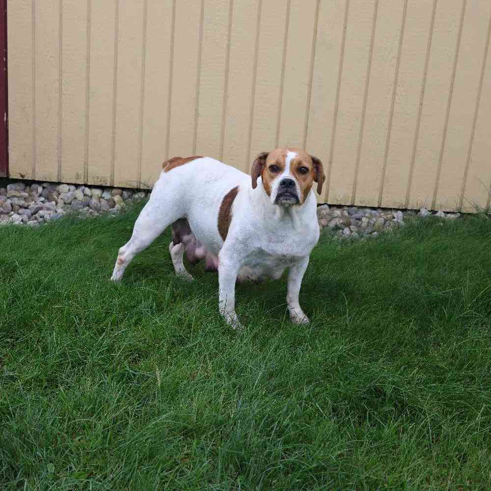 Male Bulldoggle Puppy for Sale in Millersburg, IN