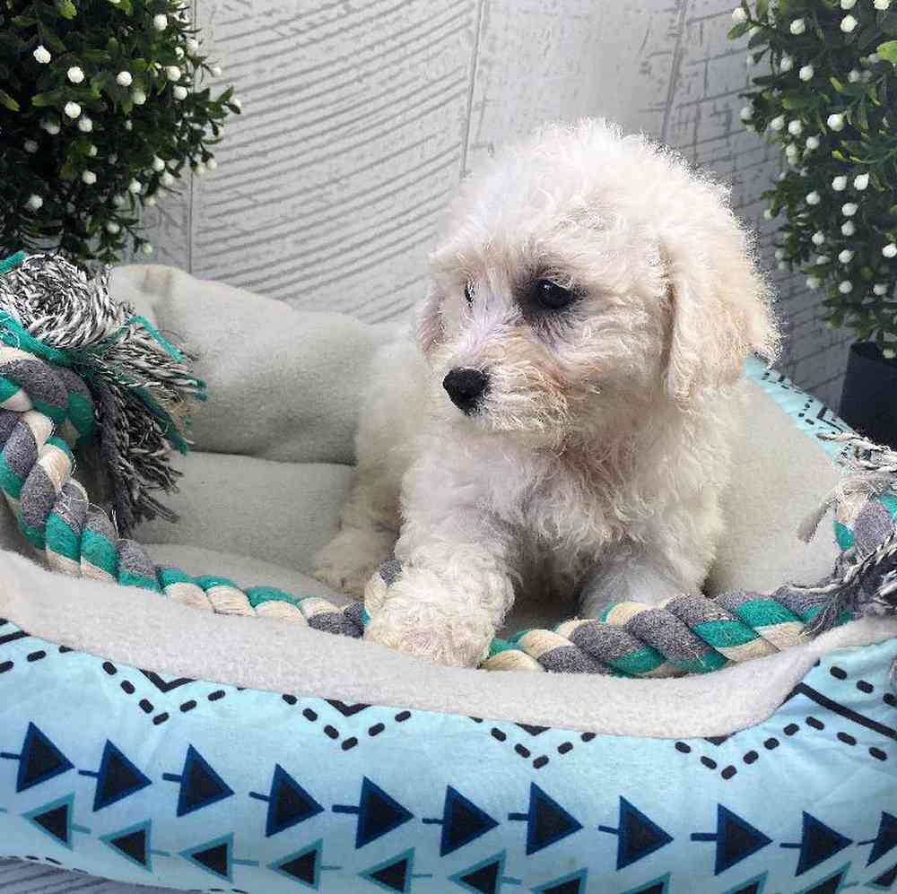 carousel pet images