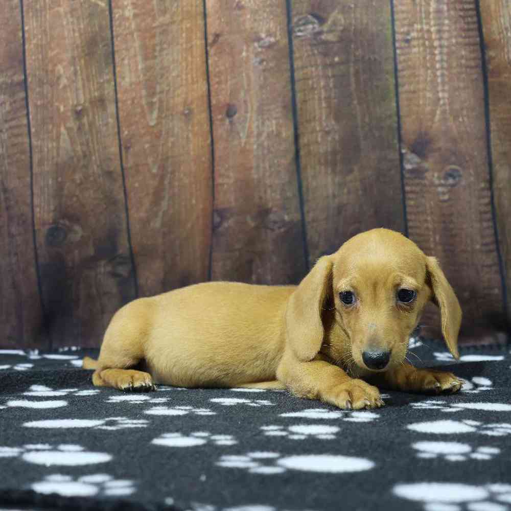 Female Dachshund Puppy for Sale in Millersburg, IN