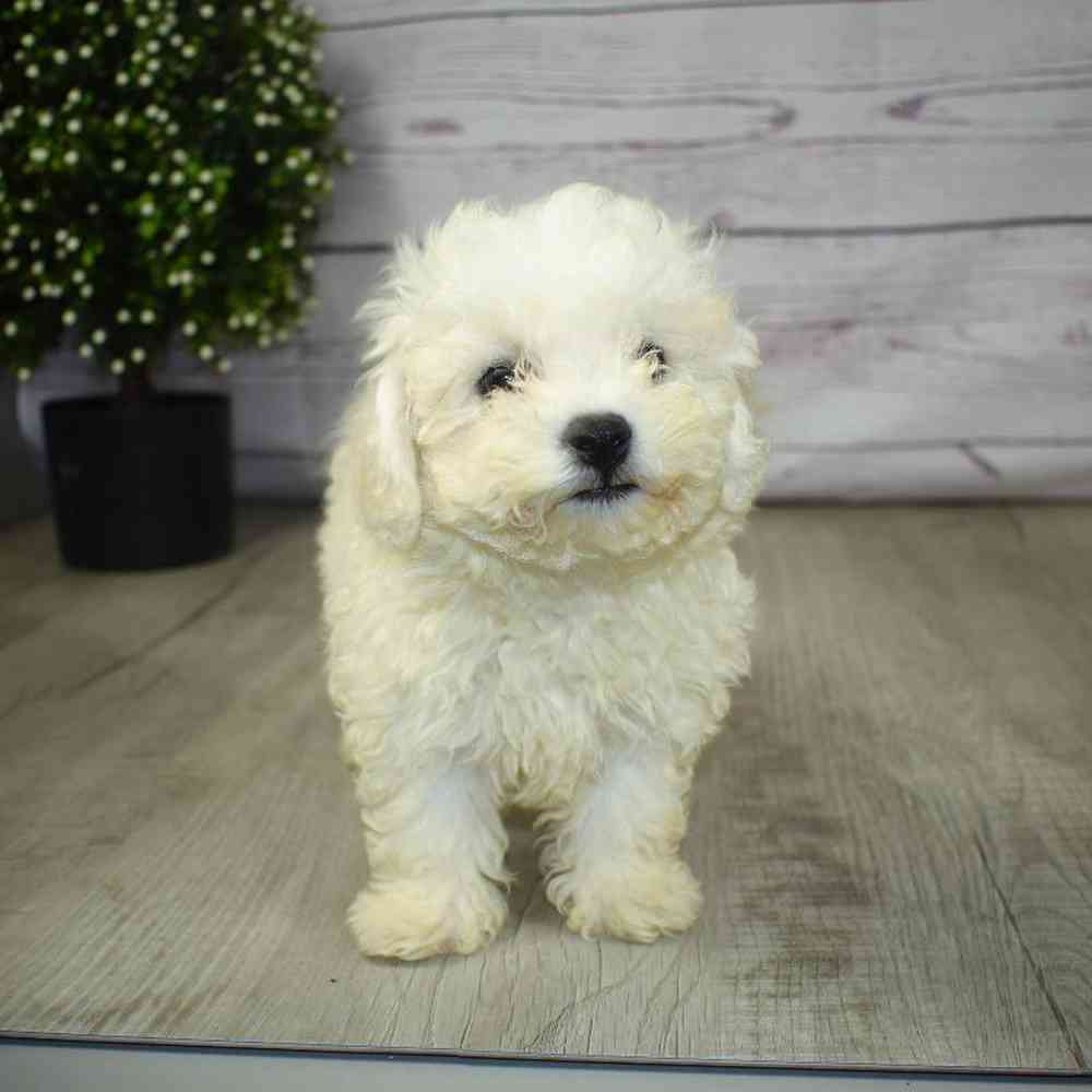 Male Bichon Puppy for sale