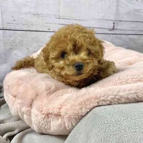 Cavapoo