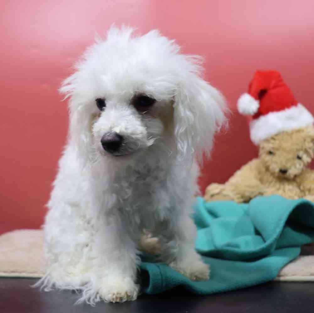 carousel pet images
