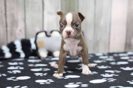 Boston Terrier