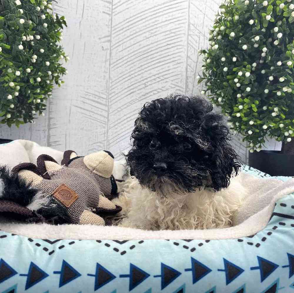 carousel pet images