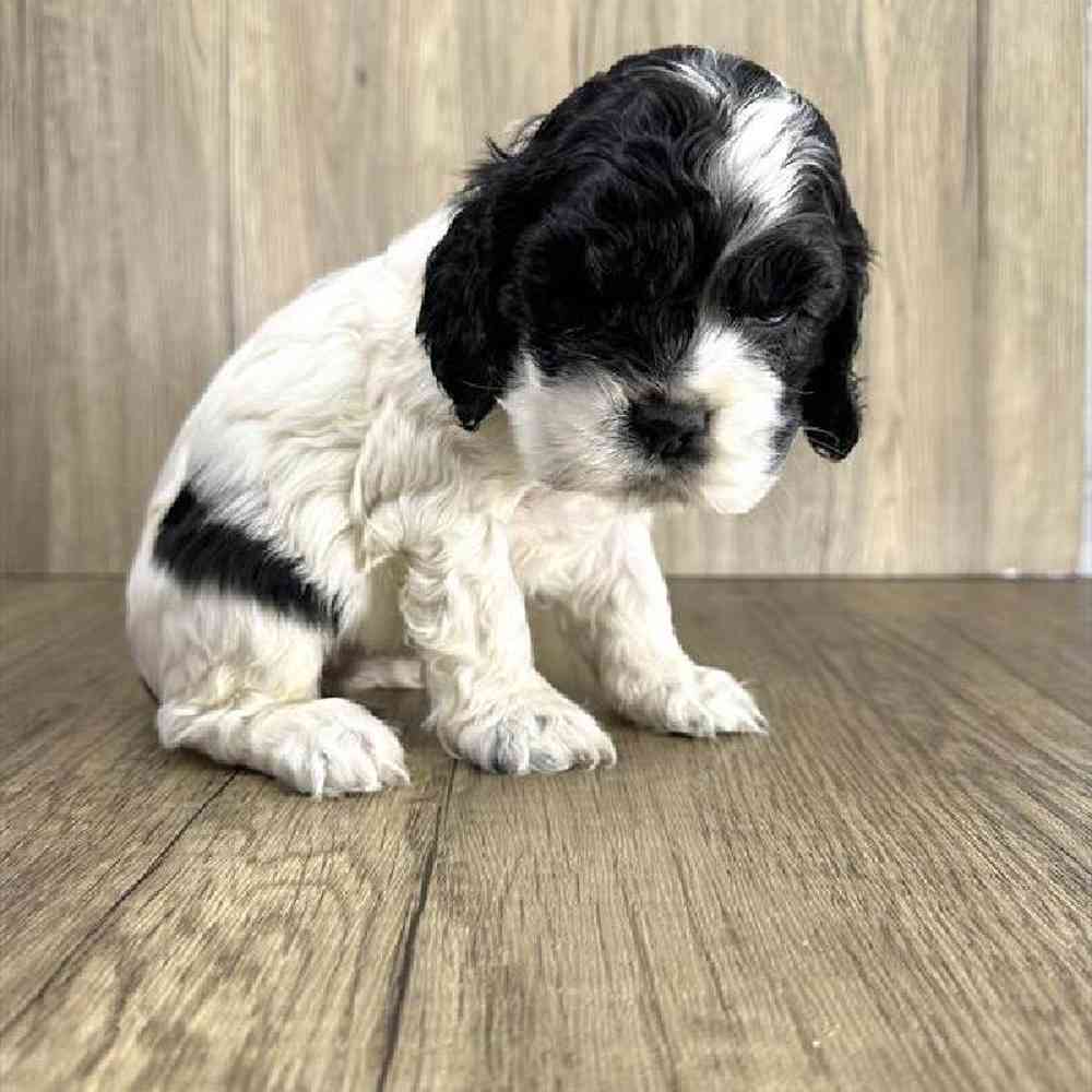 carousel pet images