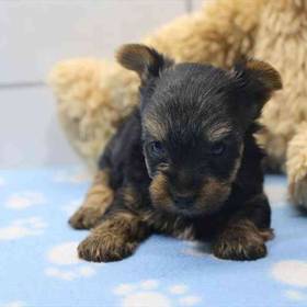 Yorkie