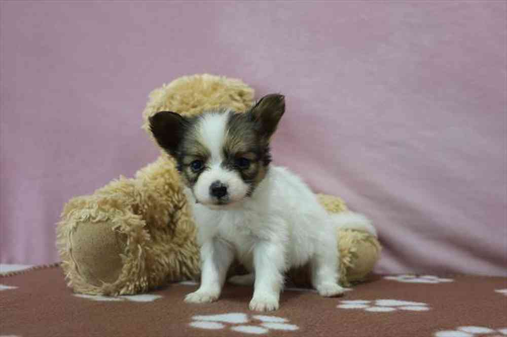 carousel pet images