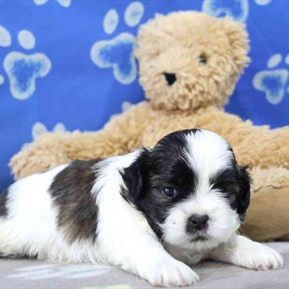 carousel pet images