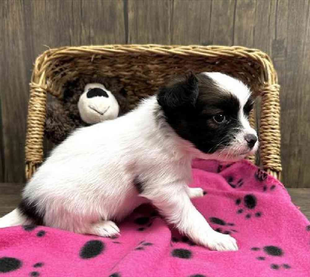 carousel pet images