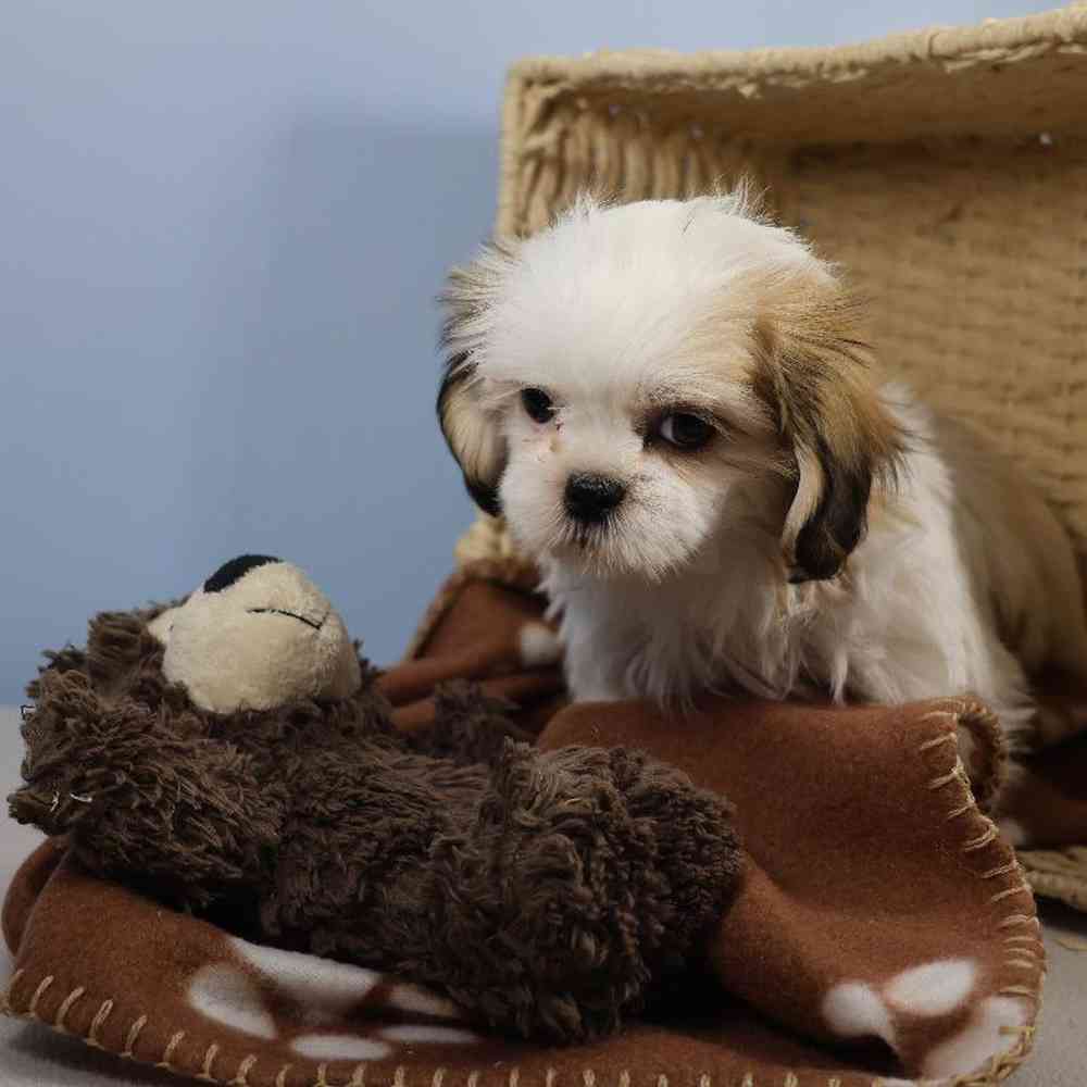carousel pet images