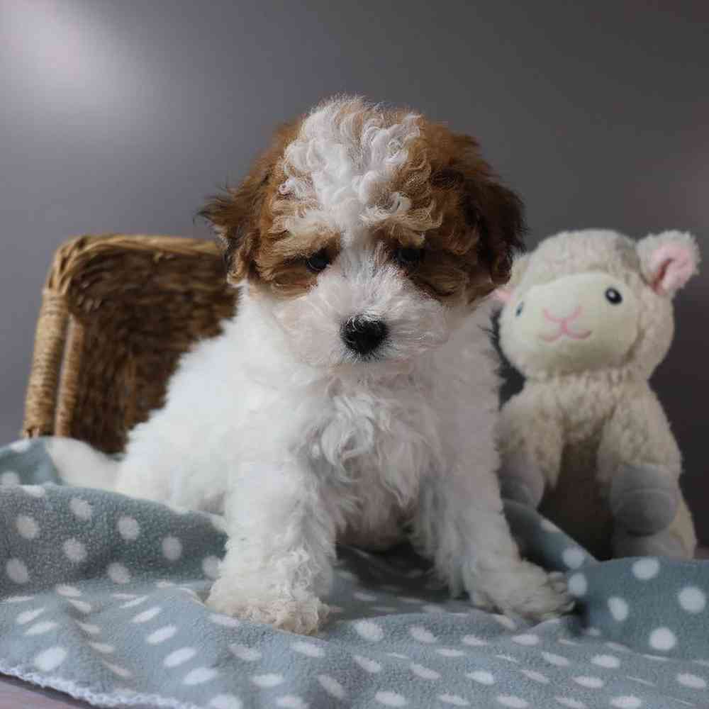 Male Bichon-Poodle Puppy for Sale in Millersburg, IN