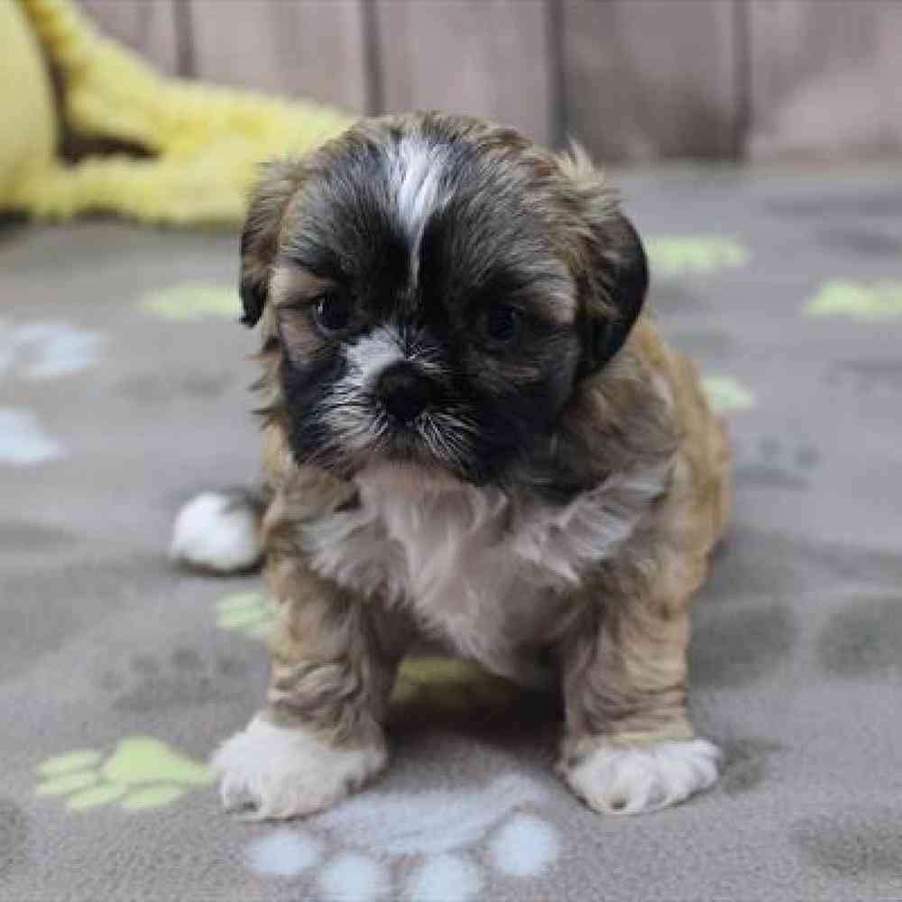 pet-img