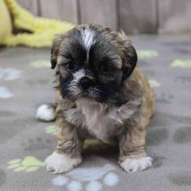 Shih Tzu