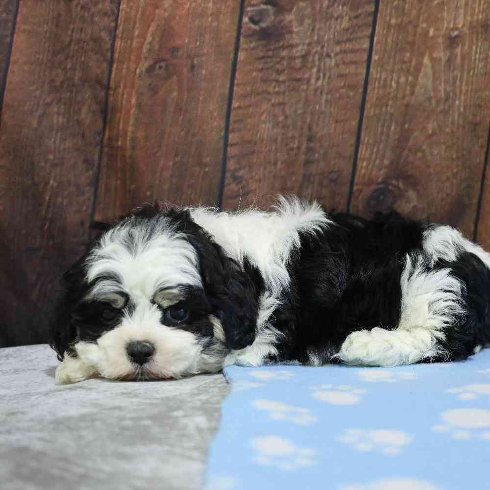 Male Shih Tzu Puppy for Sale in Millersburg, IN