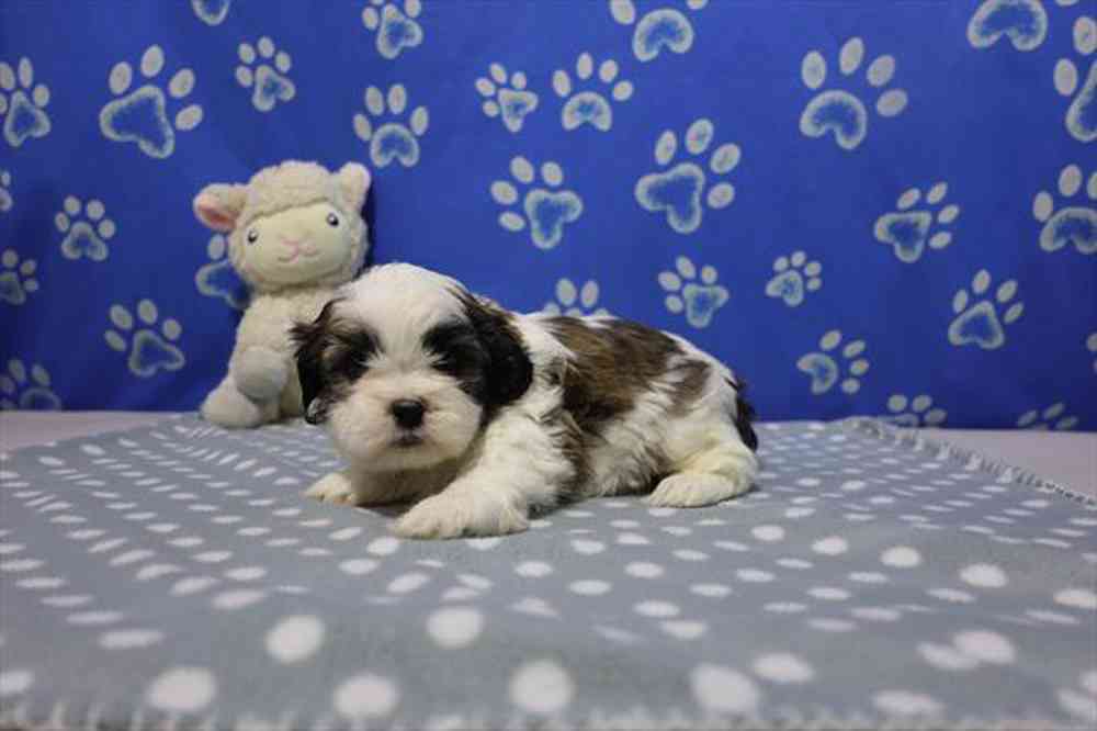 carousel pet images