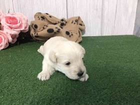 Westipoo