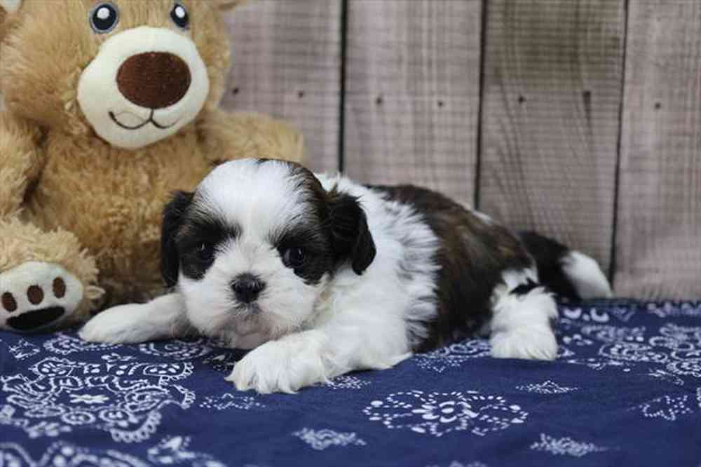 carousel pet images