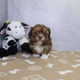 Shih Tzu