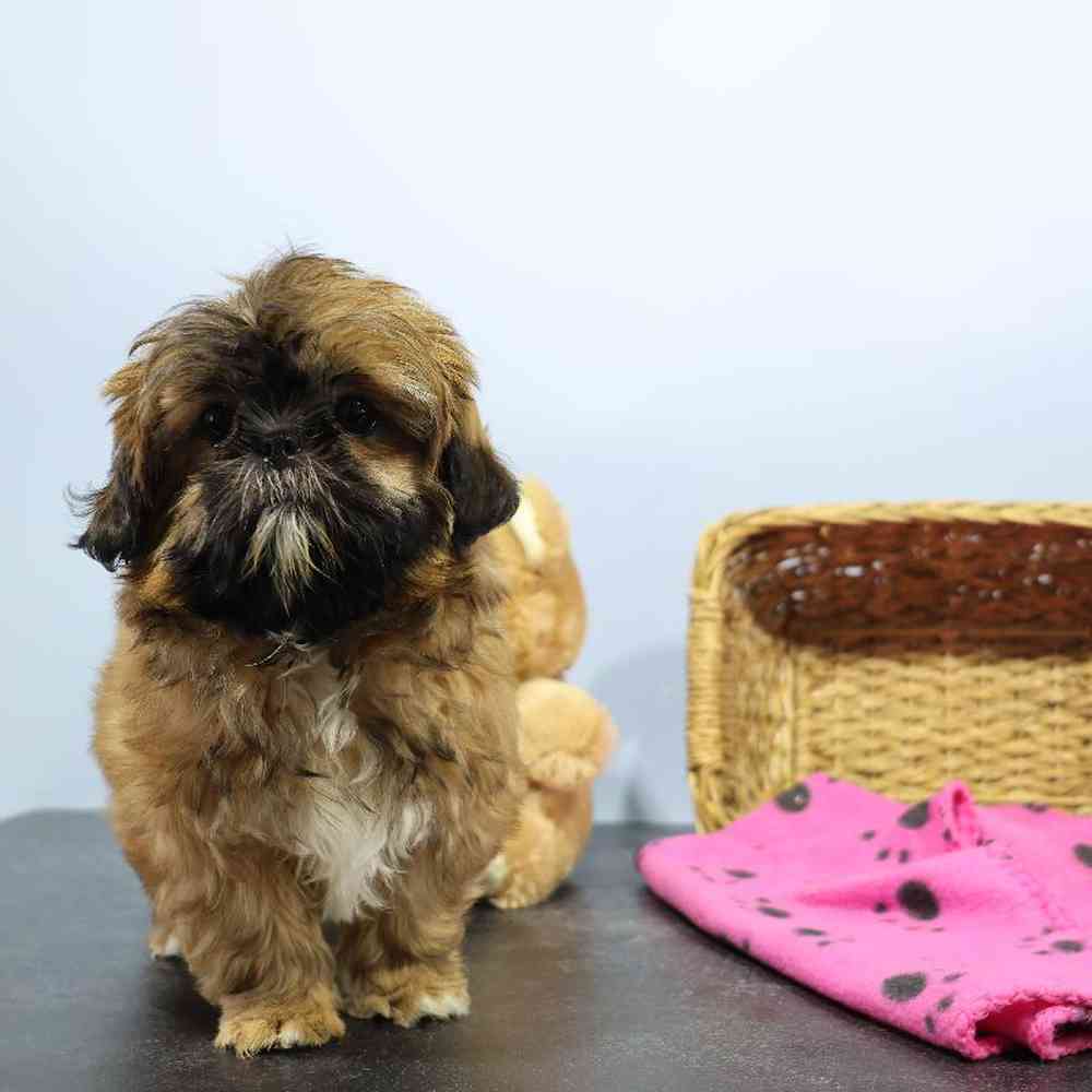 carousel pet images
