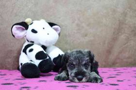 Mini Schnauzer