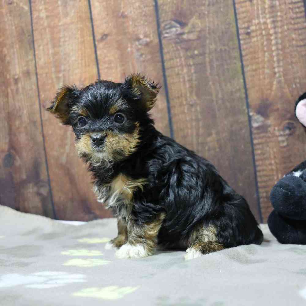 Male Yorkie Puppy for Sale in Millersburg, IN