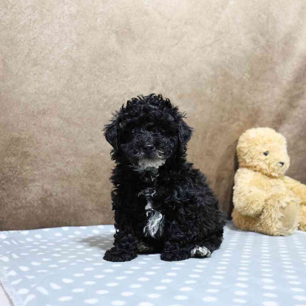 Male Mini Poodle Puppy for Sale in Millersburg, IN