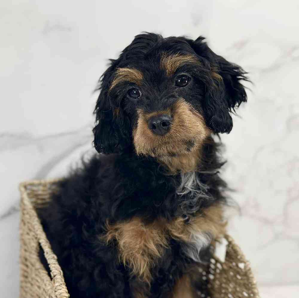 carousel pet images