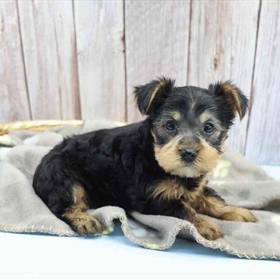Yorkie