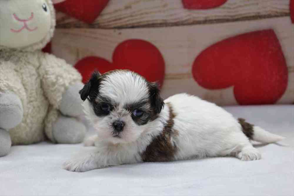 carousel pet images