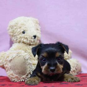 Yorkie